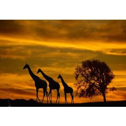 Zsiráfok a naplementében gyémántszemes kirakó